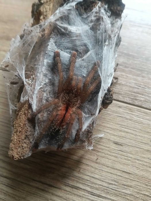 Avicularia Bicegoi L6