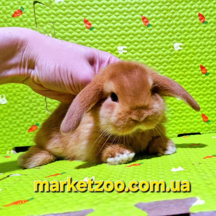 Чарівна кроленя породи Mini Lop шукає люблячий дім!карликовые кролики