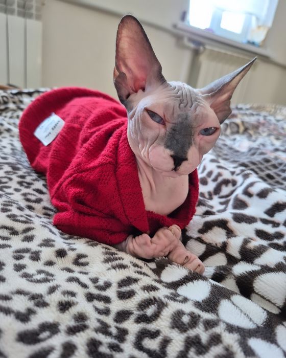 Сфінкс дівчинка 5400