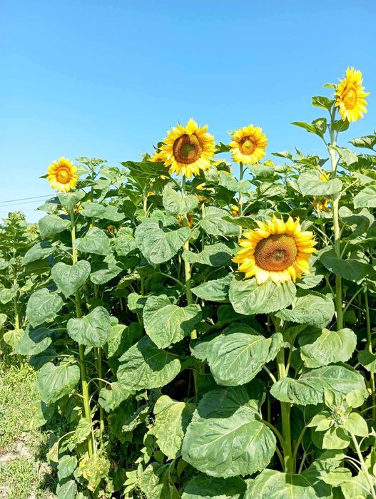 Sprzedam nasiona słonecznika ozdobnego TAIYO 1kg 45zł, wysyłka :)