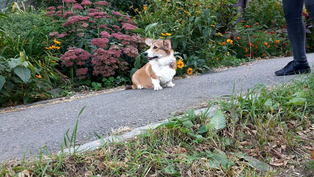 Лапотулі-лапулі коргі