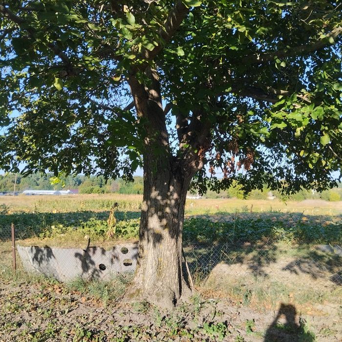 Продам горіх під спил радіус 240см ,самовивіз