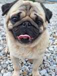 Mops 5 letni z rodowodem FCI szuka domu