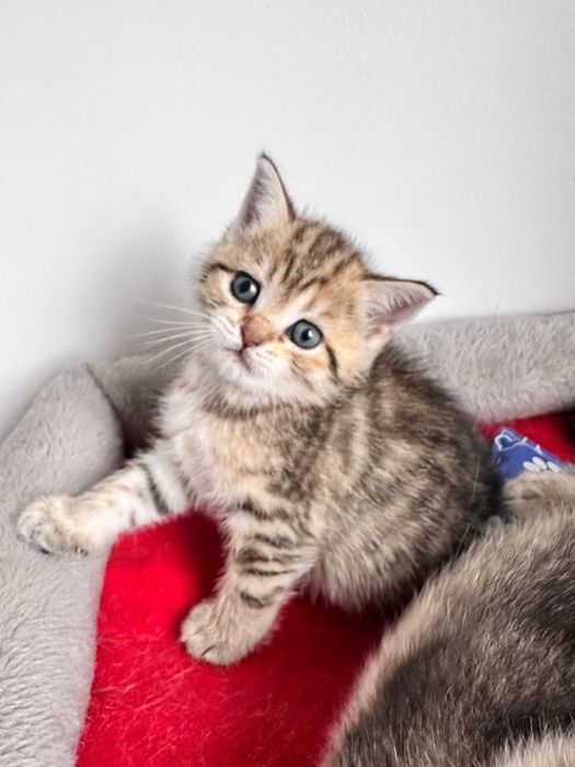 Fêmea Scottish Straight. Tabby.