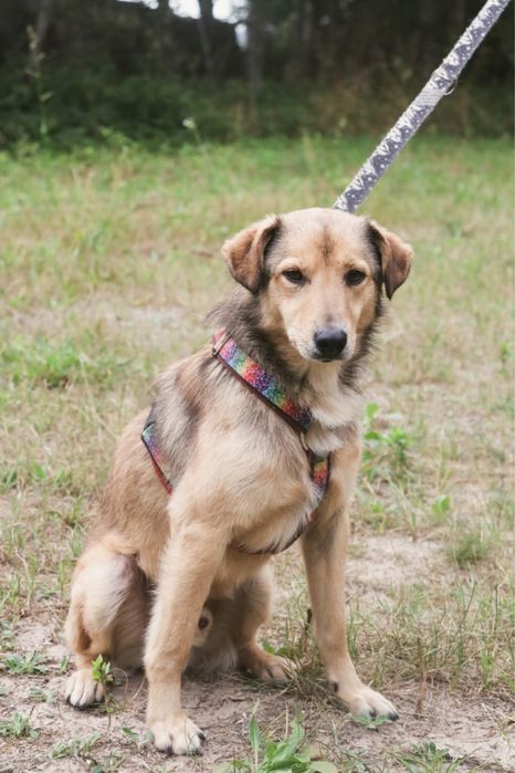 Bolek szuka kochającego domu