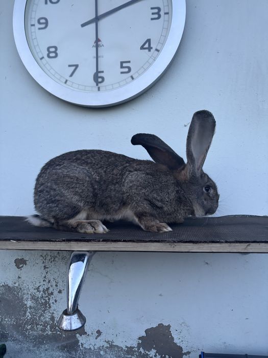 Samiec BELG olbrzym szary 4 miesieczny