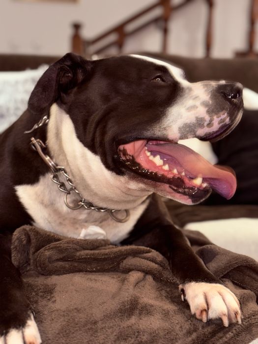 Adoção Responsável para o Spike