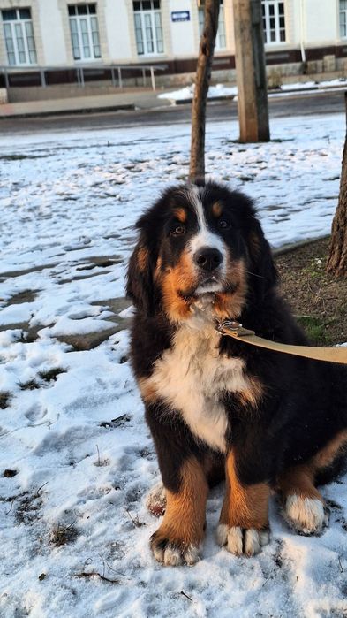 Цуценята Бернських Зенненхундів(Бернер Зенненхундів)