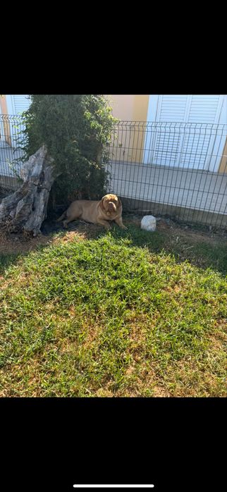 Dogue de bordeus adulta