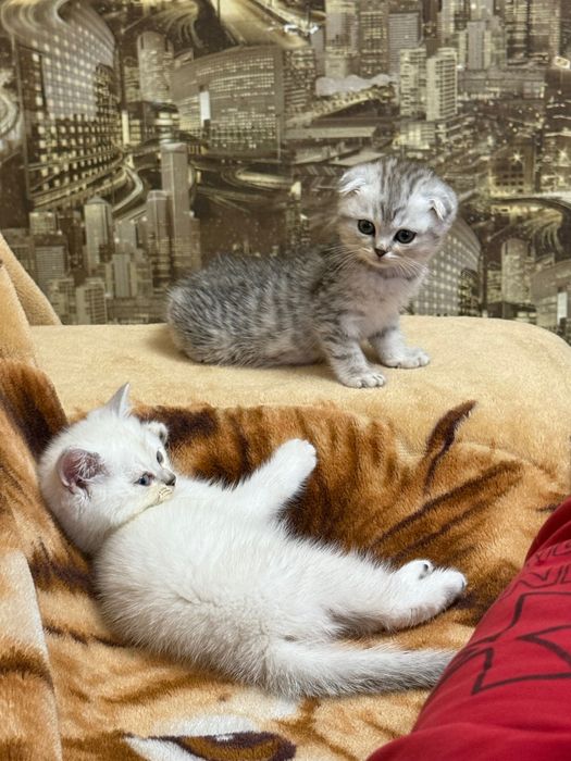 Шотландські кошенята