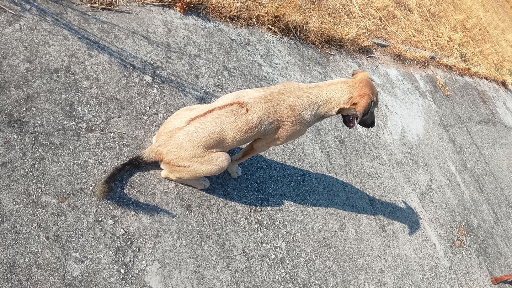 Cão para adopção