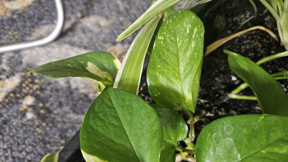 Epipremnum złociste 1 sadzonka odnóżka duża ukorzeniona biało - zielo