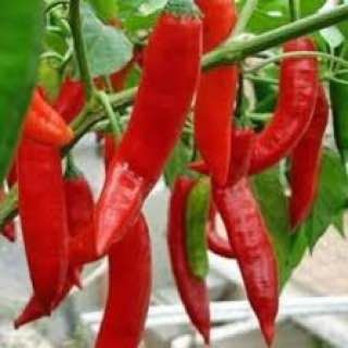 Розсада гострого перцю Пломінь - Халапеньо