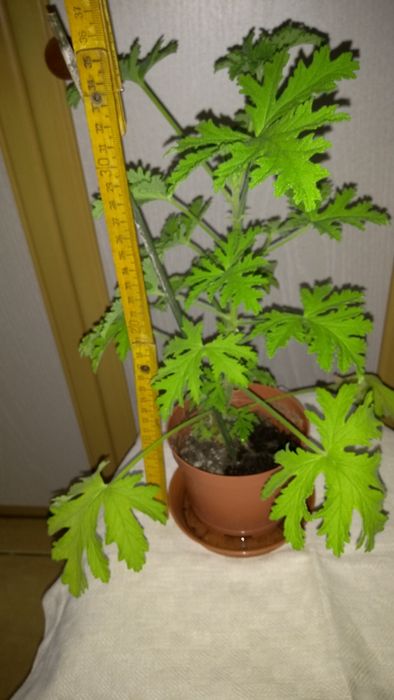 Sindapsus pstry geranium reo