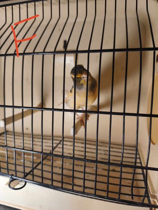 Canários para ceder