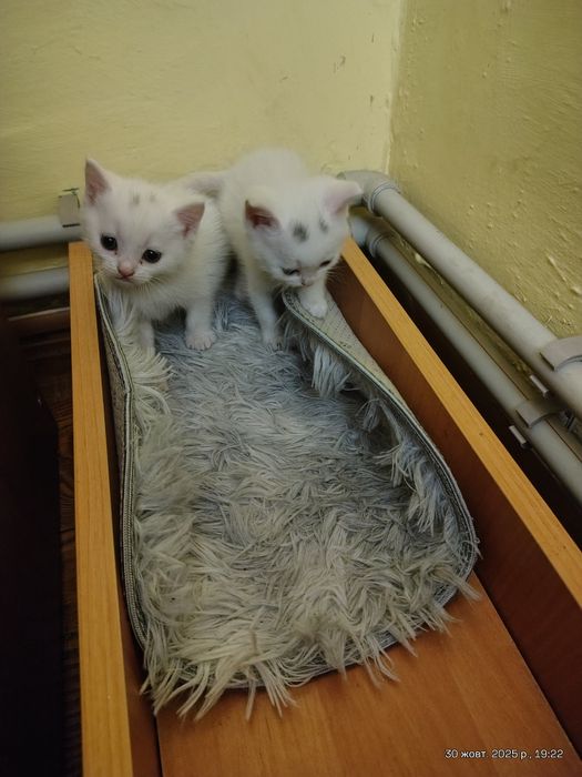 Кошенята від мами шотландки