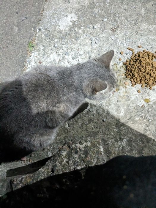 Кіт кастрований сірий