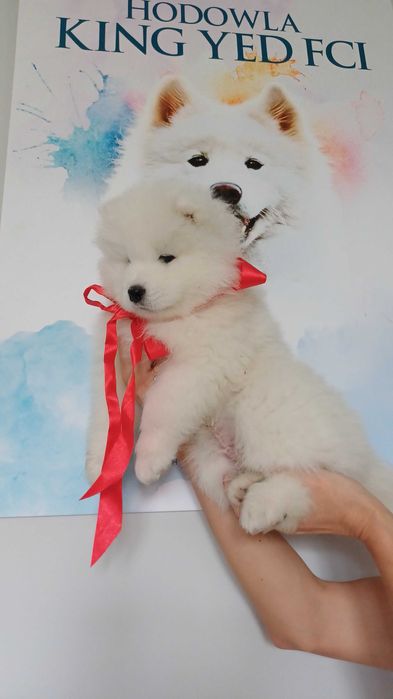 Samoyed ZKwP FCI chłopiec