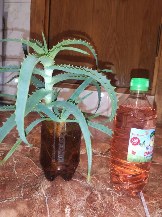 Вазон алоє 5 річний