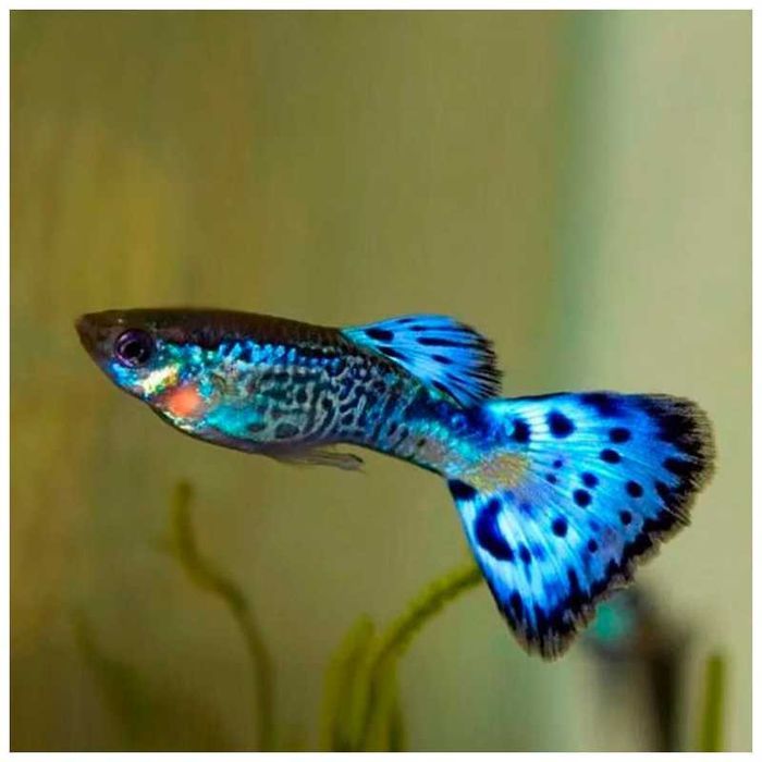 Guppy Blue Snakeskin - Poecilia reticulata (Trio)