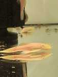 Ancistrus albinos adultos