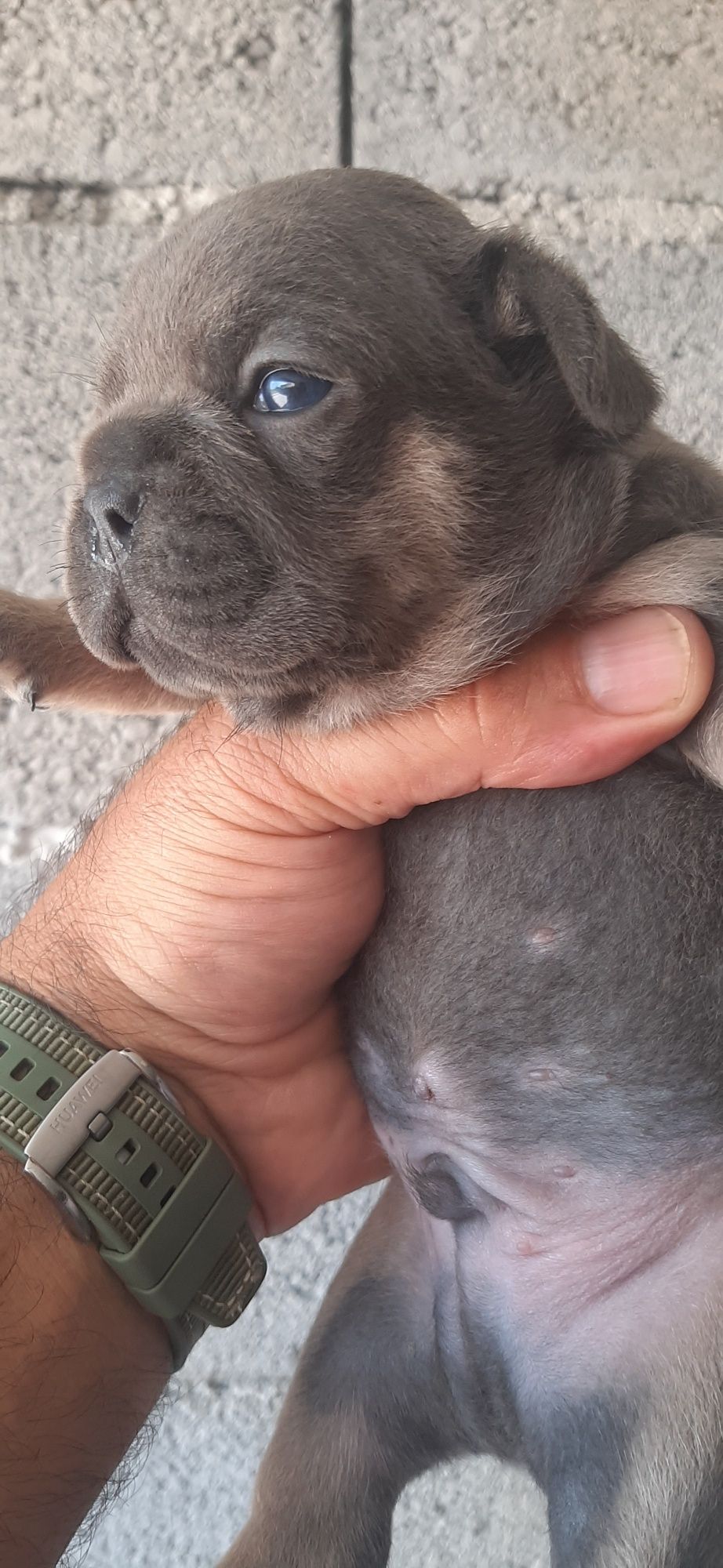 Bulldog Francês lilac   tan