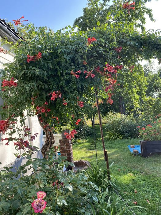 Продам кампсіс многорічна ліана