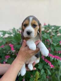 Sunia Beagle z rodowodem