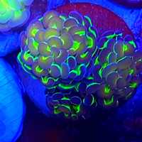 Euphyllia paraancora hologram . Koralowiec LPS . Akwarium morskie