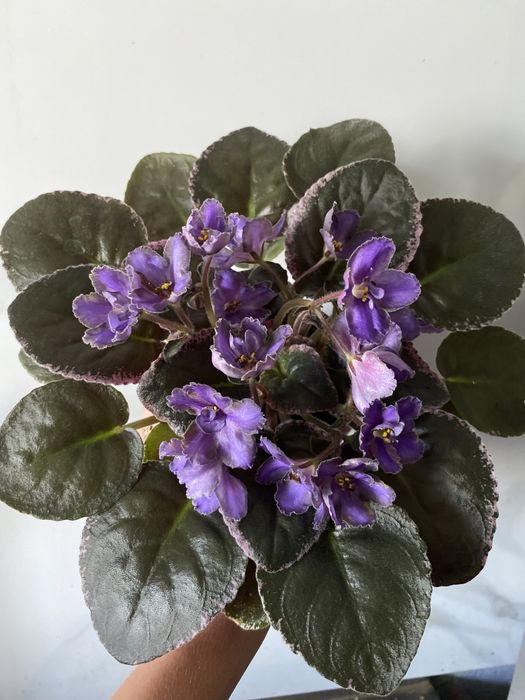 Сортові фіалки