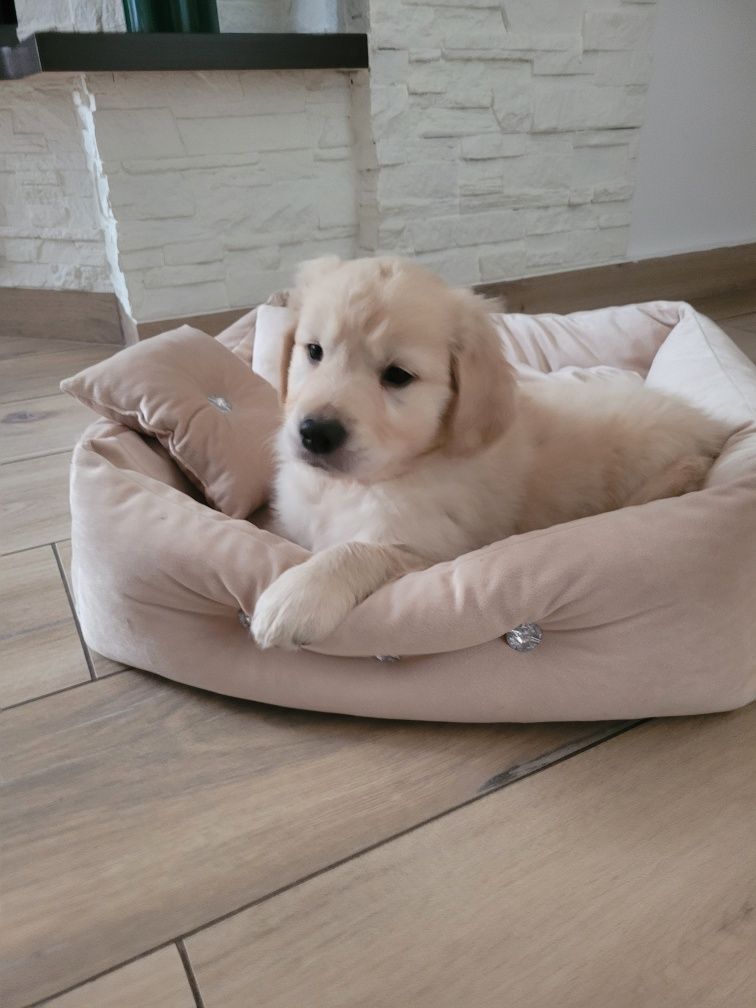 Golden Retriever Szczeniak