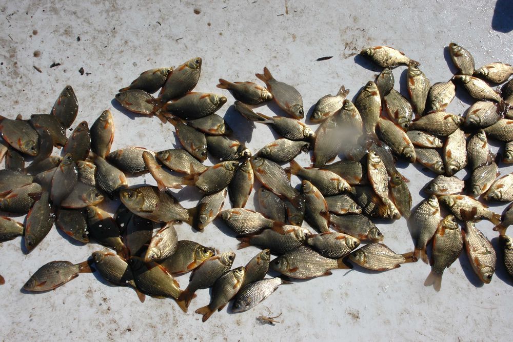 narybek lina lin 6-7cm do zarybienia staw