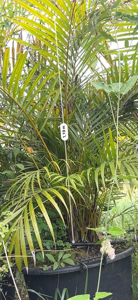 PALMEIRA-ARECA *Dypsis lutescens*