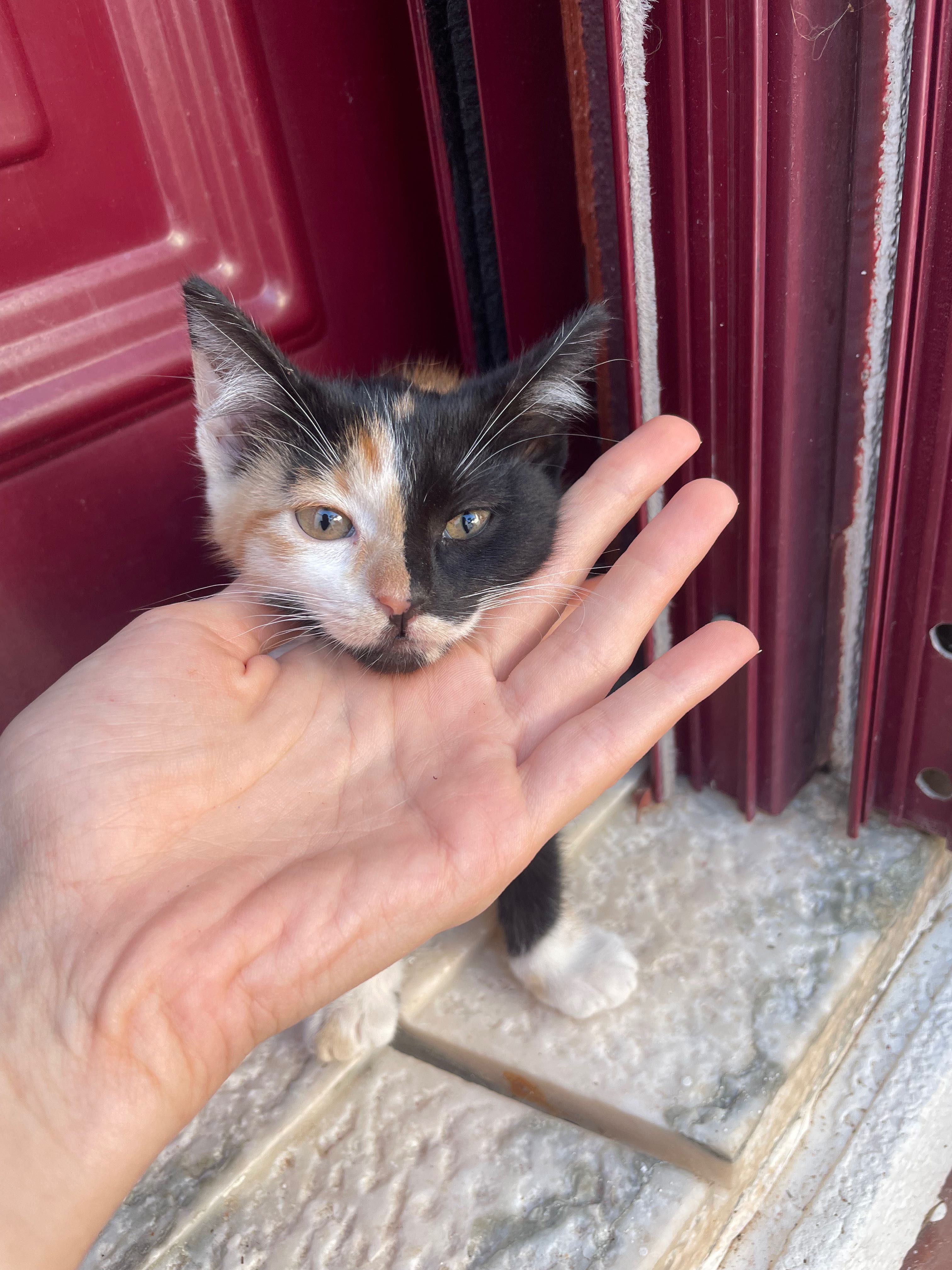 Gatinhos para adoptação responsável