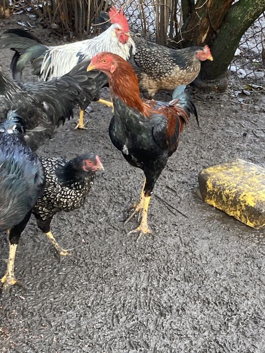 Кури бійцівських порід