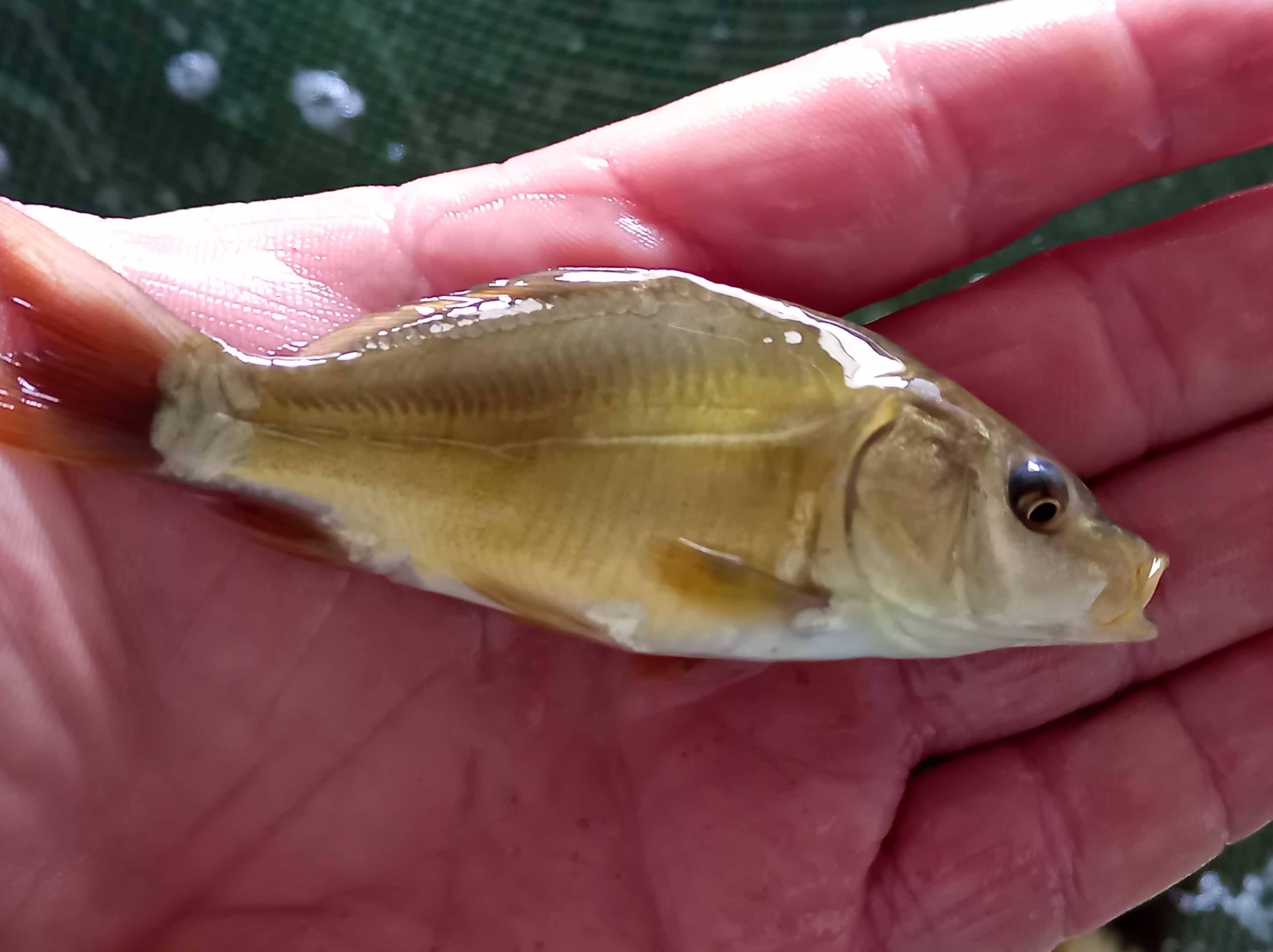 Karp narybek 10-12 cm , lin karaś węgorz Jesiotr tołpyga amur