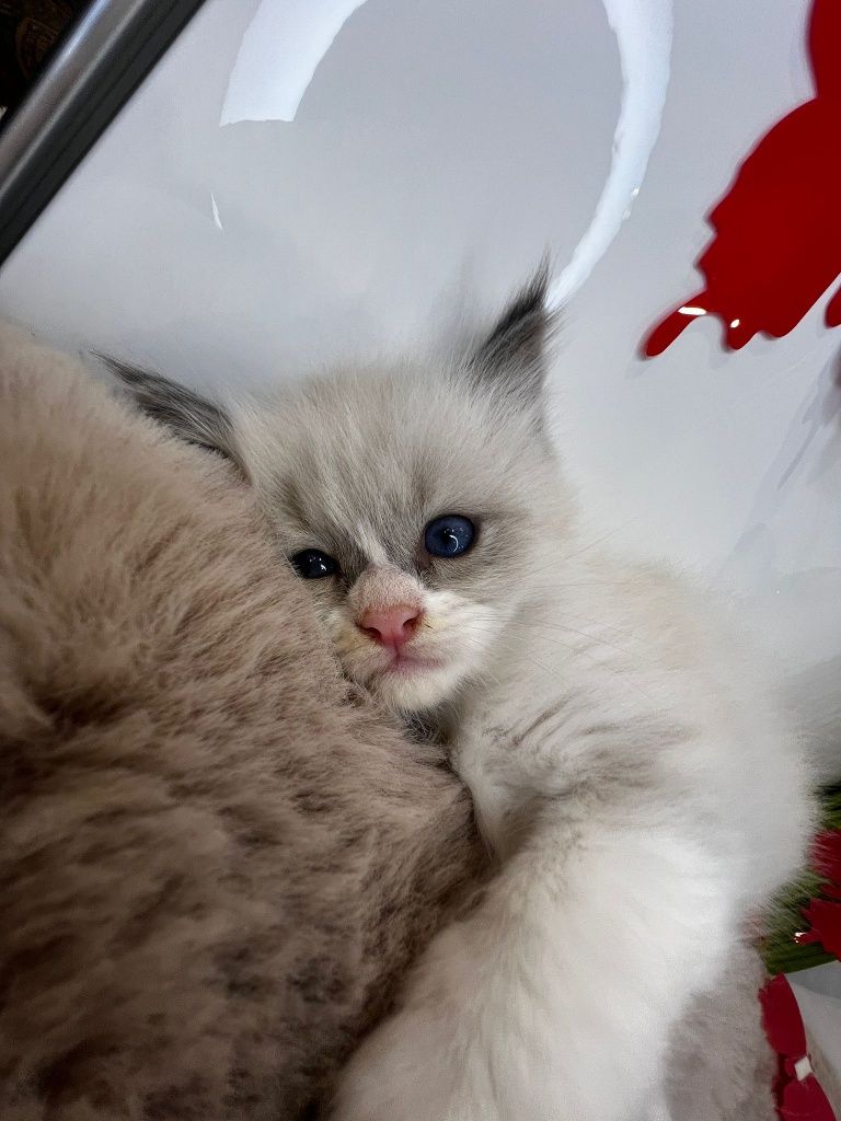 Kot Kotka Ragdoll Rezerwacja Rodowód Badania Genetyczne Wyprawka
