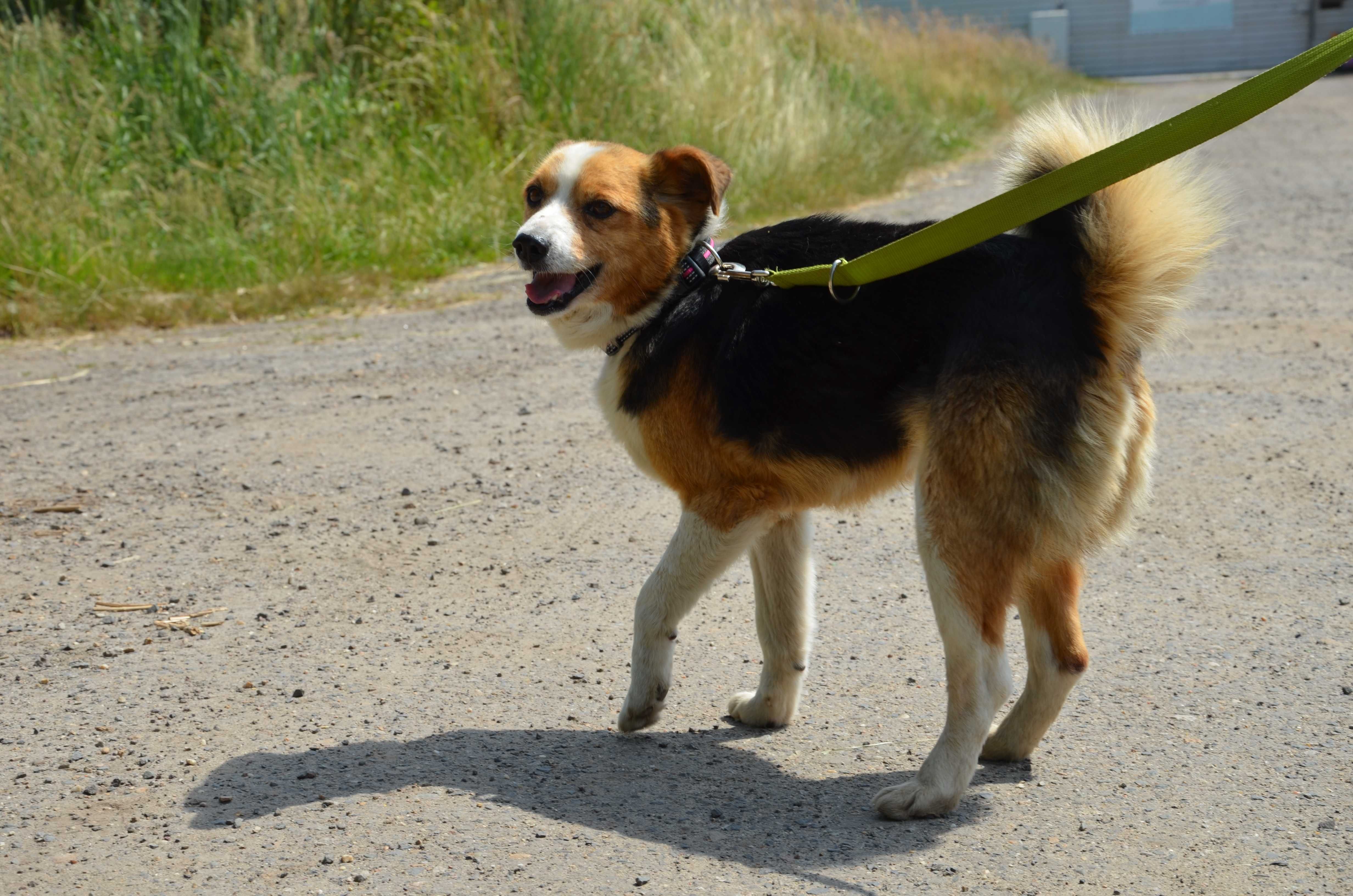 Migel - słodziak jakich mało do adopcji.