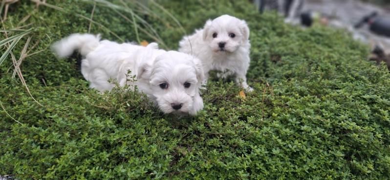 maltańczyk szczenię z metryką