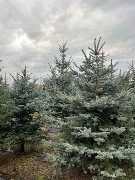 Choinki - jodły i świerki