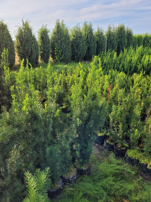 Cis Hicksii 140 cm Fastigiata 100 cm  Robusta Hatfieldi 60 taxus wojte