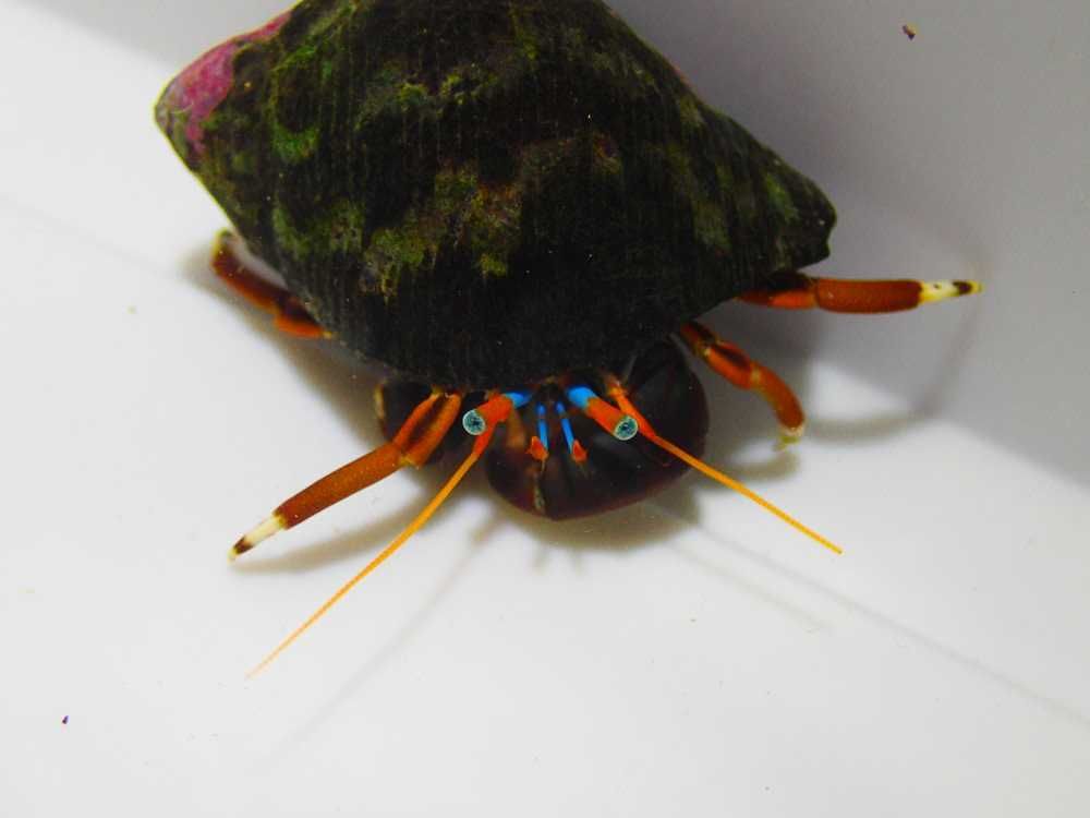 Calcinus laevimanus - krab pustelnik