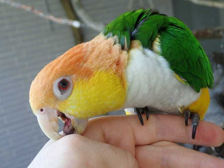Продаю попугая по имени Каик: ваш новый пернатый друг ждет вас