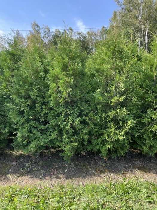 Tuja Szmaragd 250cm PRODUCENT‼️  thuje szmaragd i brabant do 350cm