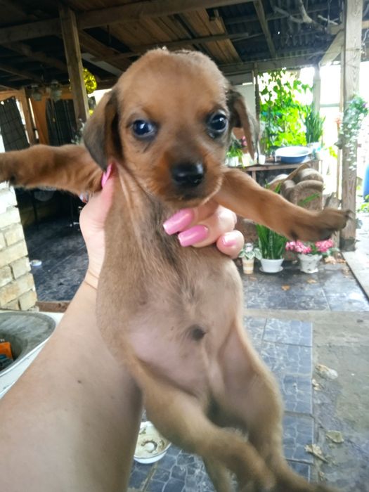 Цуценята Такси та Джек Рассел