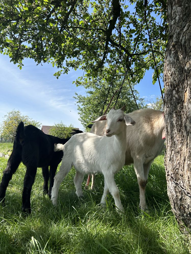 Kozy i koziołki anglonubijskie