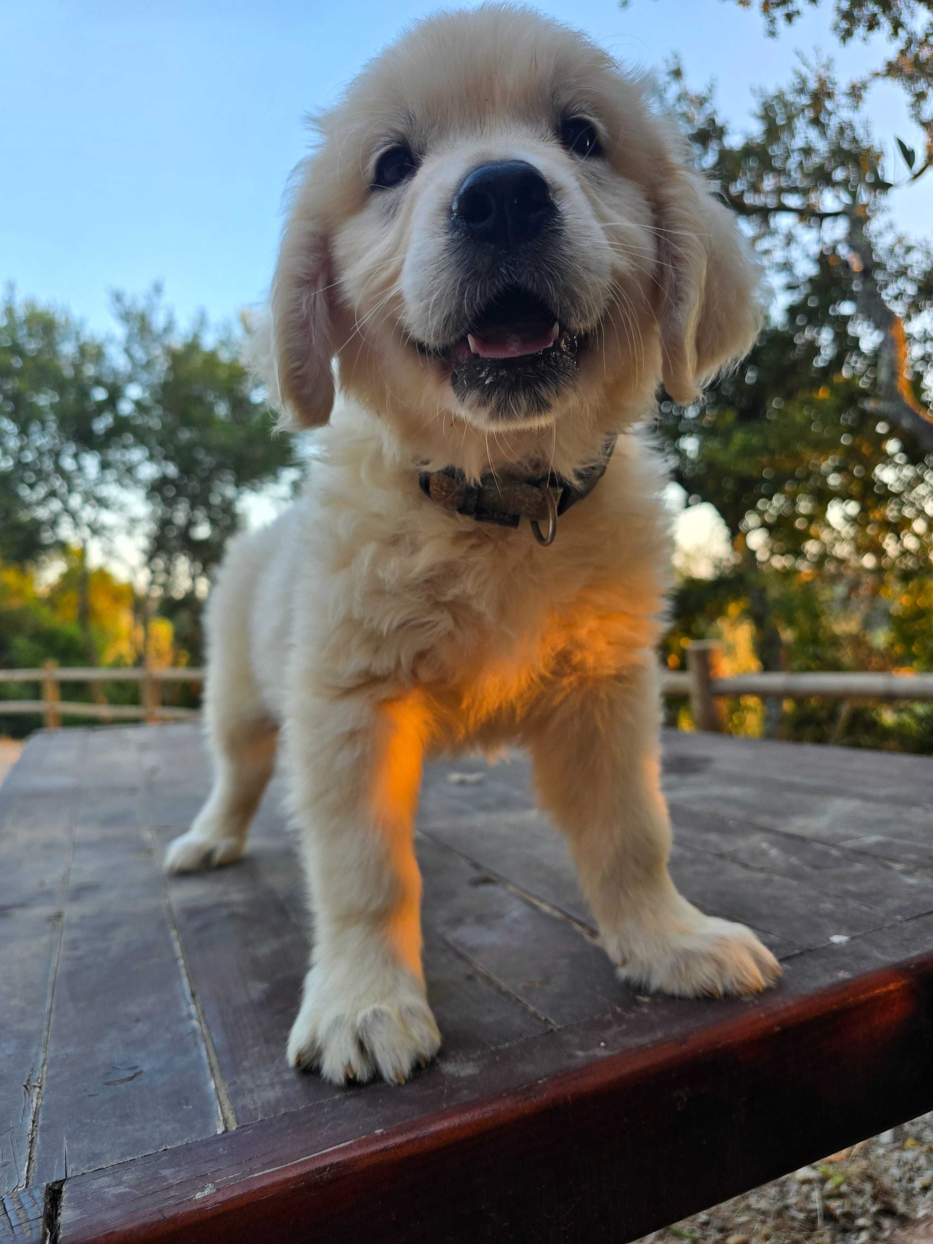 Golden Retriever menina