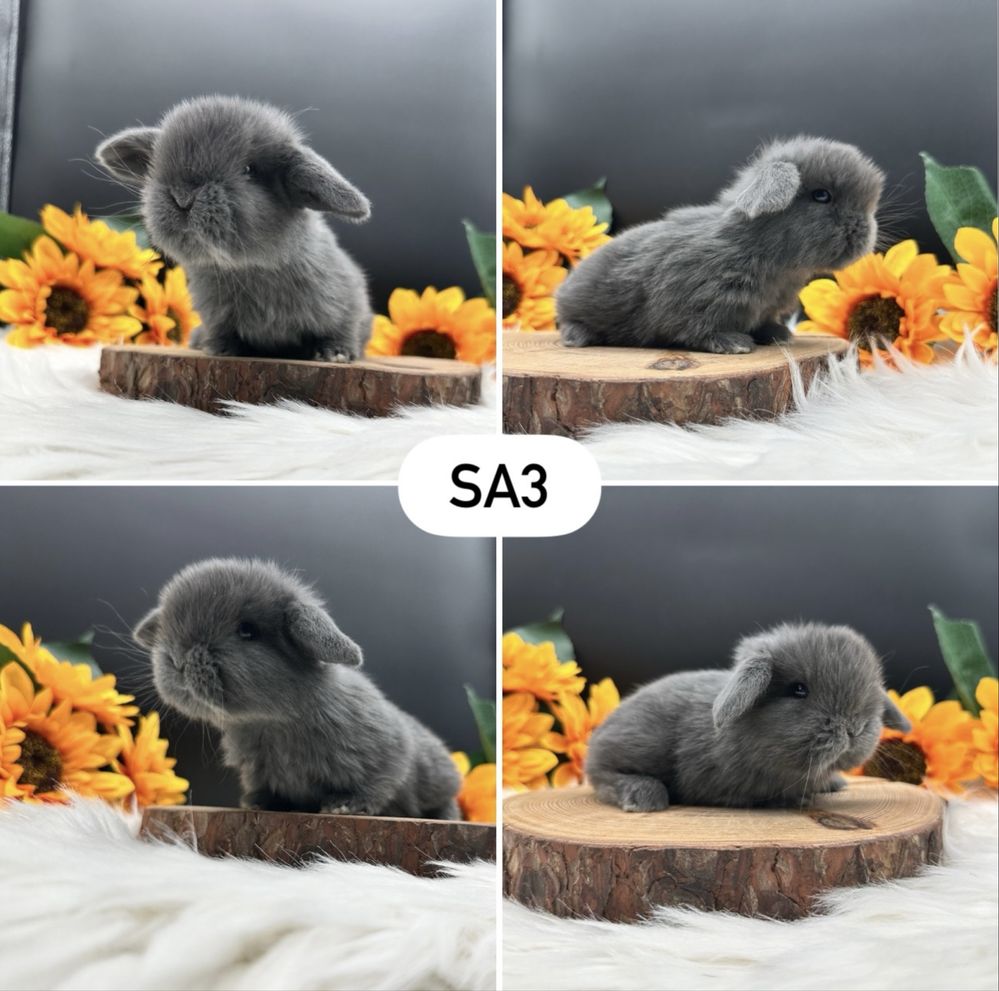 Mini Lop Kroliczek