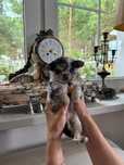 Basco / Chihuahua / Piesek / Choco Merle