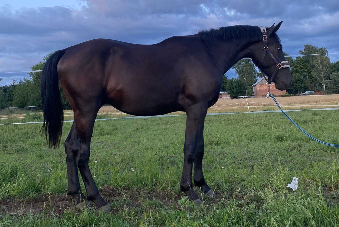Ogier Śląski 2 lata 165cm kary